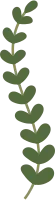 Leaf Shape