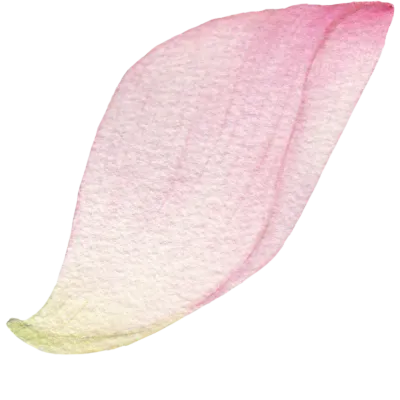연꽃