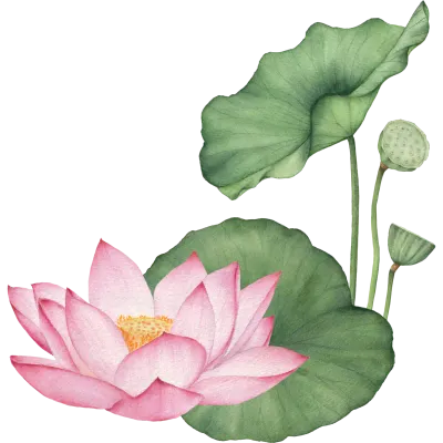 연꽃