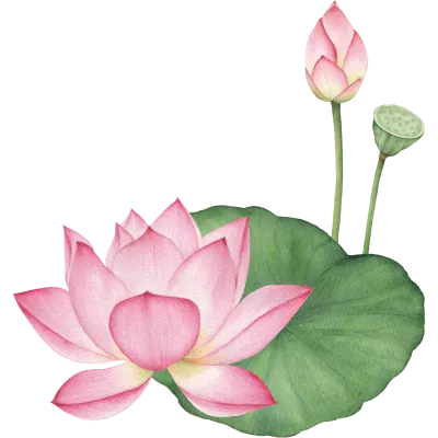 연꽃