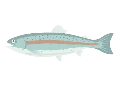 淡水魚のニジマスのイラスト