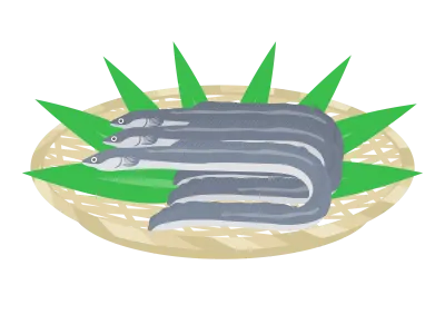 ザルにのせた鰻のイラスト