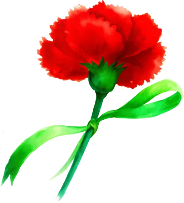 카네이션 carnation