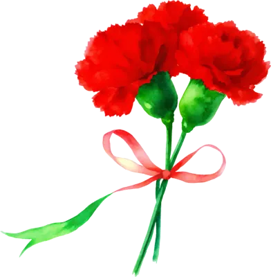 카네이션 carnation