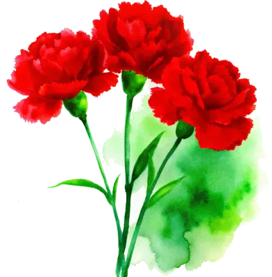 카네이션 carnation