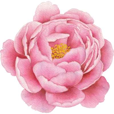 모란꽃