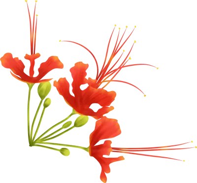 Red Phoenix flower illustration design