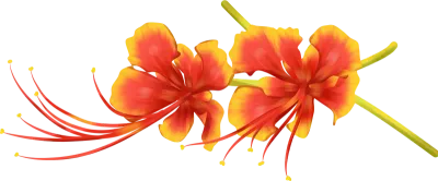 Beautiful Phoenix flower illustration design