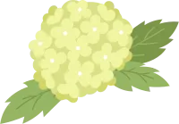수국