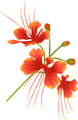 Phoenix flower design illustration f