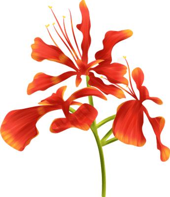 Phoenix flower design illustration z