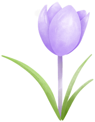 Crocus flower