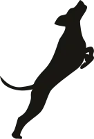 dog pose in silhouette