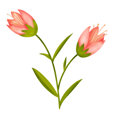 수채화 핑크 튤립 일러스트