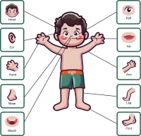 Cute little boy illustration poster of human body parts with diagram text label