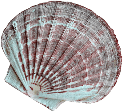 조개,조개묶음,Shell,조개요소