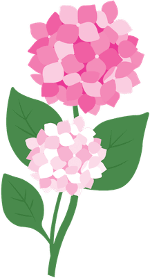수국꽃
