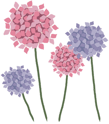 수국
