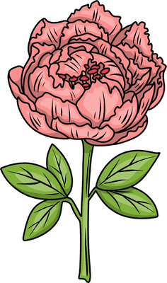 분홍색 모란 꽃