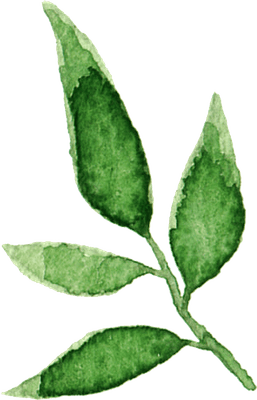 Watercolor Green Branch with Leaves