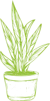 Houseplants in pot line art