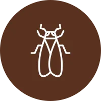 Cicada Vector Icon Design
