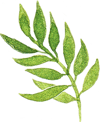 Watercolor Green Leaves Sprig Illustration