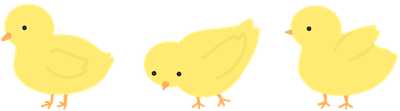 병아리들
