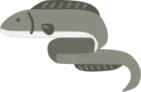 장어