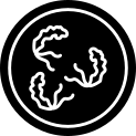 Mobiluncus curtisii Icon