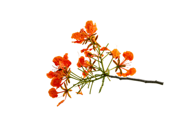 PNG of Royal Poinciana Flower Branch Red Blossoms and Green Leaves on Transparent Background. Royal