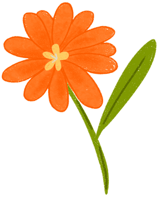 Orange Daisy Flower Illustration