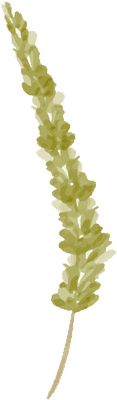 Green Watercolor Lavender with Soft Colored