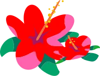 南国のハイビスカスの花