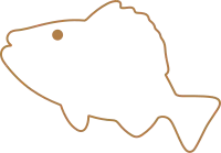 Outline Cod Fish Illustration