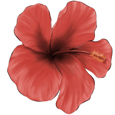 Hibiscus flower