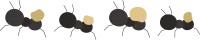 개미