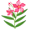 Bright Pink Oleander