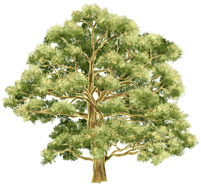 Sycamore Tree