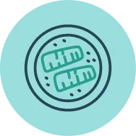 Salmon Icon