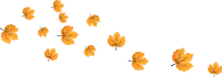 Maple Leaves Drop or Falling in Autumn