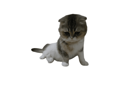행복이 고양이