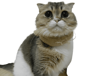 행복이 고양이