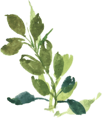 Delicate green watercolor leaves clipart for floral design and botanical artwork