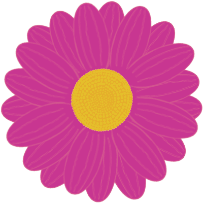 Beautiful shape and colors of pink full bloom daisy flower petals.