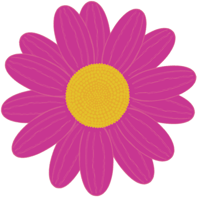 Beautiful shape and colors of pink full bloom daisy flower petals.