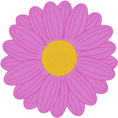 Beautiful shape and colors of pink full bloom daisy flower petals.