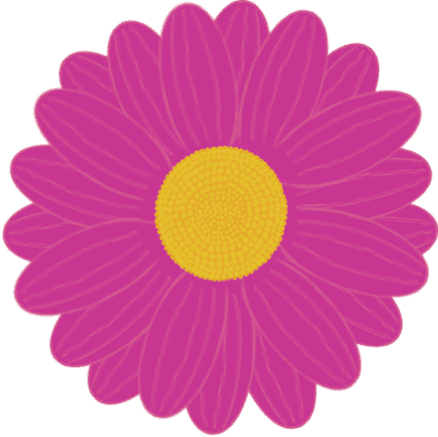 Beautiful shape and colors of pink full bloom daisy flower petals.