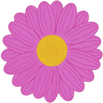 Beautiful shape and colors of pink full bloom daisy flower petals.