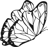 butterfly_side